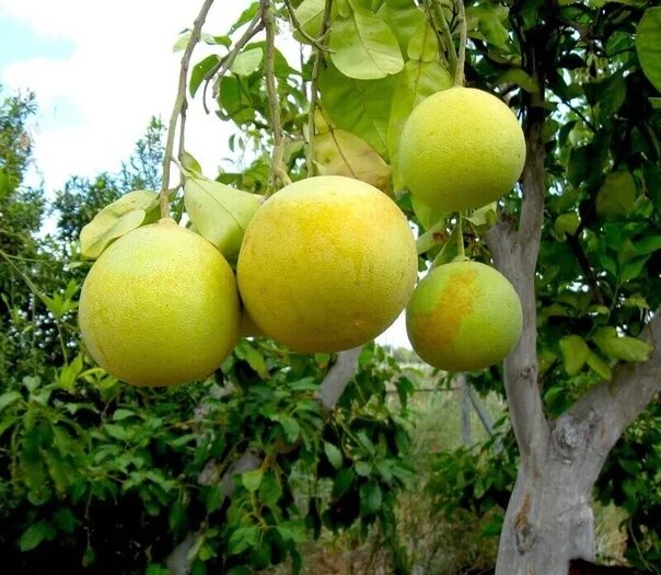 Помело фрукт как растет фото Pomelo or Shedddok, Pompelmus Pomelo - one of the largest and juicy fruits on th