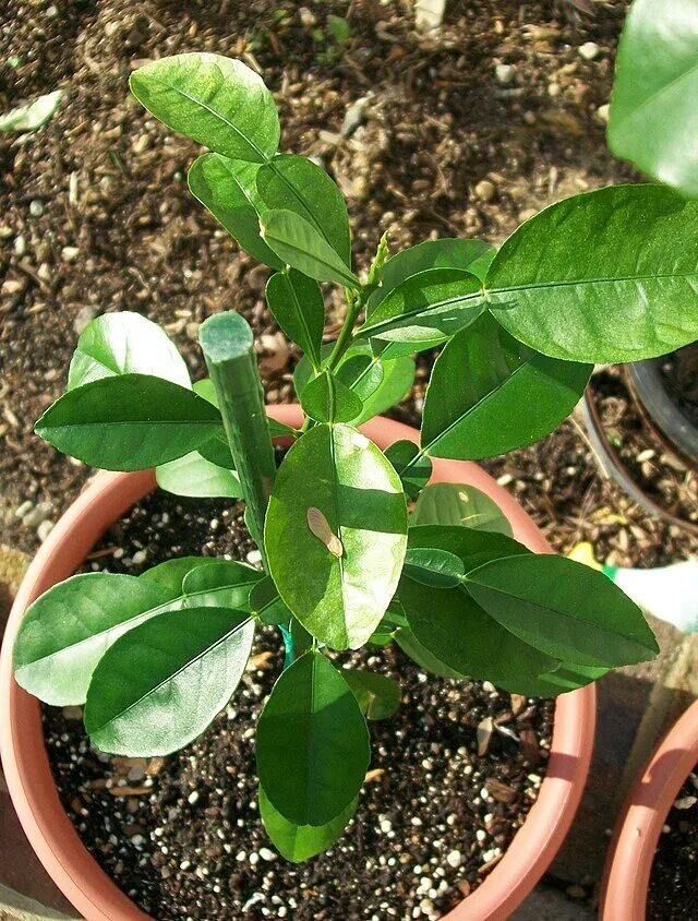 Помело в домашних условиях фото File:Pomelo seedling.jpg - Wikipedia