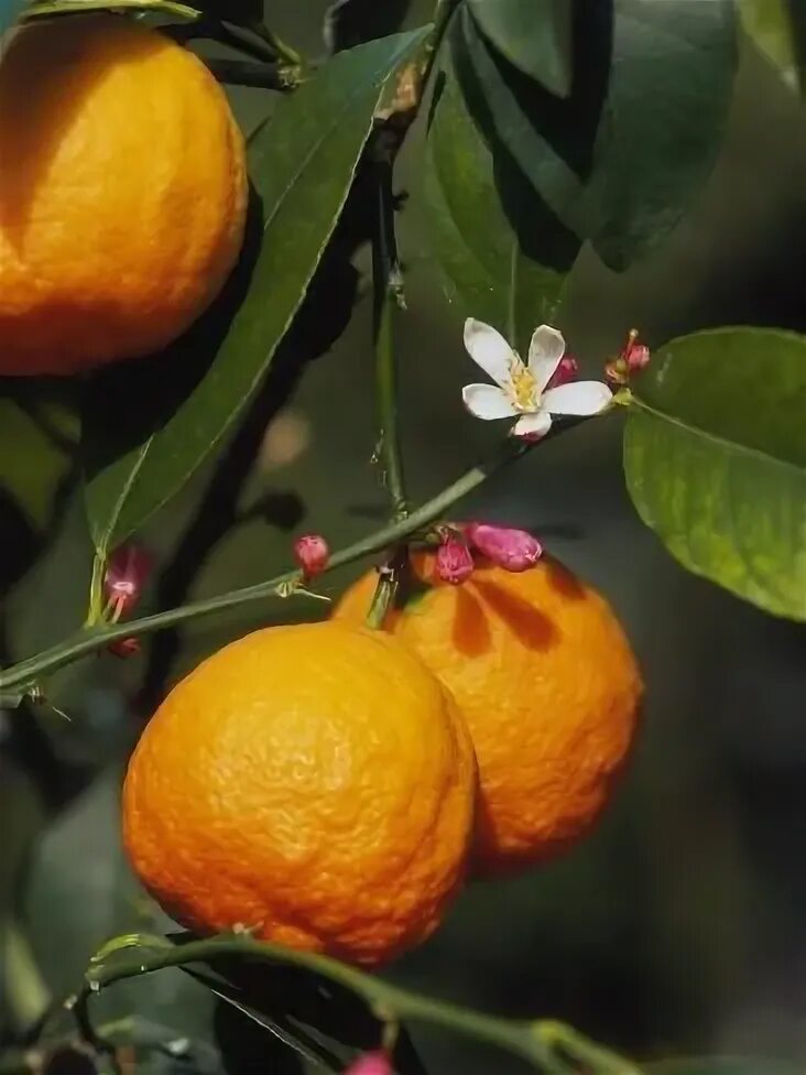 Померанец фрукт фото Orange Fruits and Blossom (Citrus Aurantium Sinensis) Photographic Print by Rein