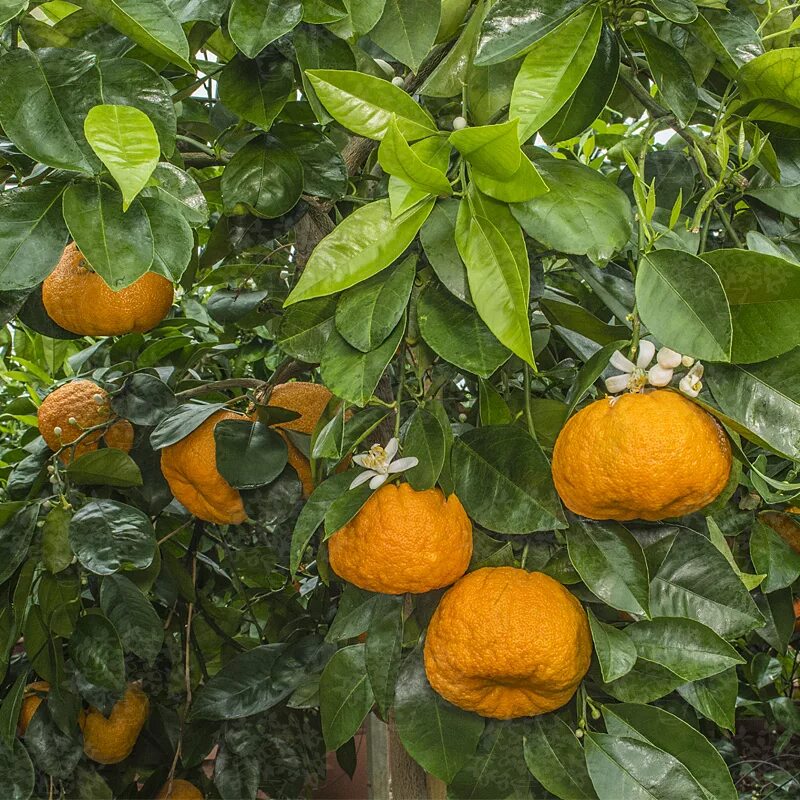 Померанец фрукт фото Seville or Bitter Orange - Oscar Tintori - Nurseries Worldwide - Citrus Plants