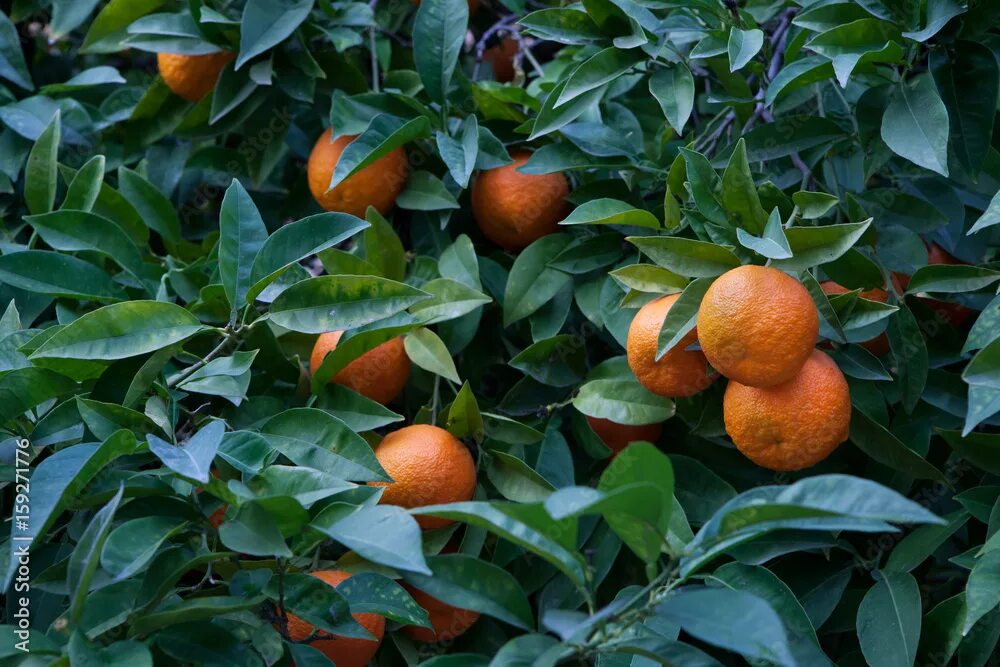 Померанец фрукт фото Bitter orange tree (Citrus aurantium) in Cordoba, Andalusia, Spain. Stock Photo 