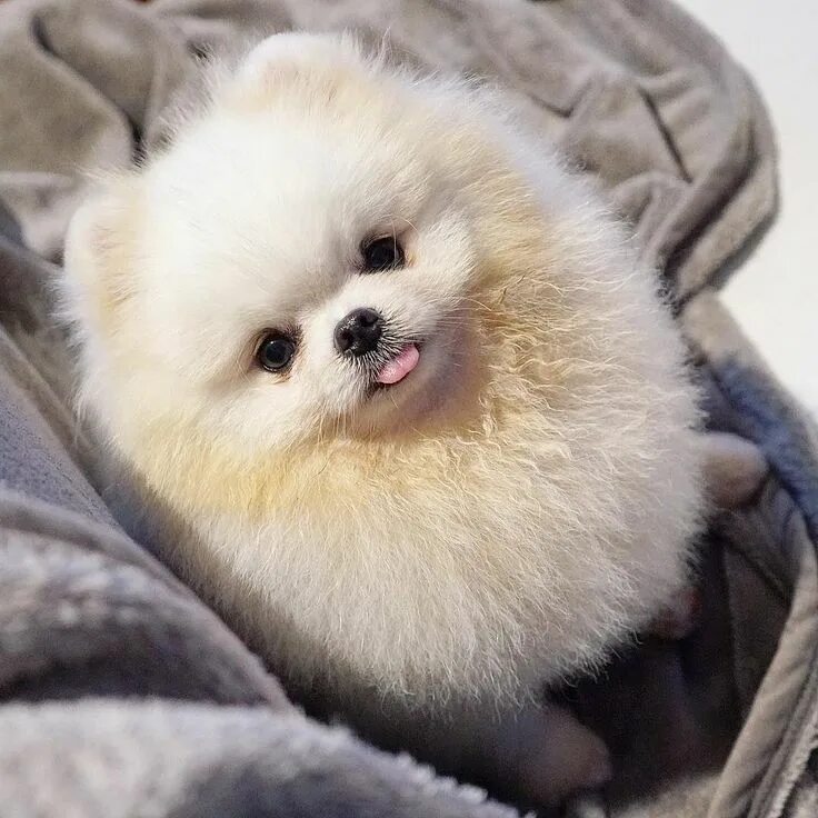 Померанская собака фото Pin by Susan Tan Sok Cheng on Dogs 狗 Pomeranian puppy, Puppies, Pomeranian facts