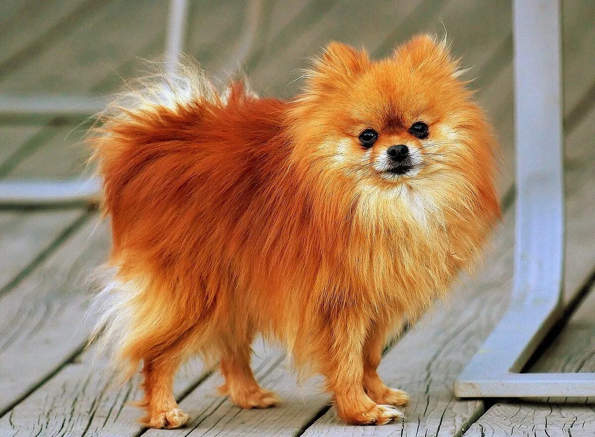 Померанская собака фото File:Pomeranian orange-sable Coco.jpg - Wikipedia