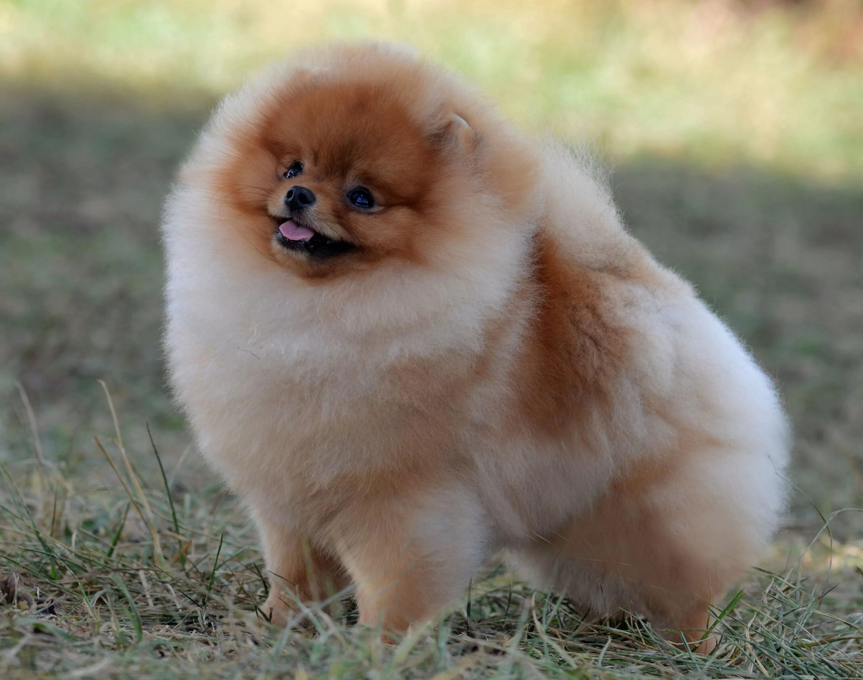 Померанская собака фото GCH. Lynnwrights The Following Pomeranian Pomeranian dog, Super cute animals, Cu