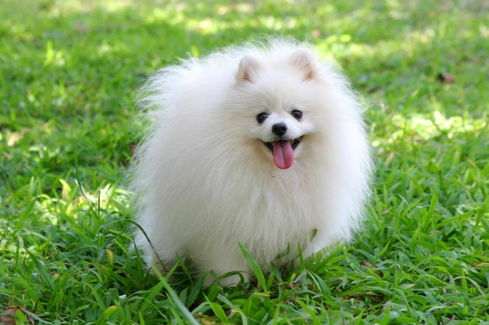 Померанская собака фото Pin de Maisie Styles en Cute Pomeranians Razas de perros, Las mejores razas de p