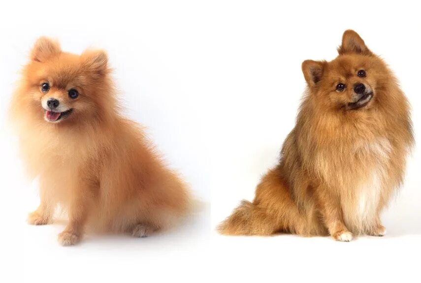 Померанский и немецкий шпиц отличия на фото How to Tell the Difference Between Look-Alike Dog Breeds Dog breeds, Spitz dogs,