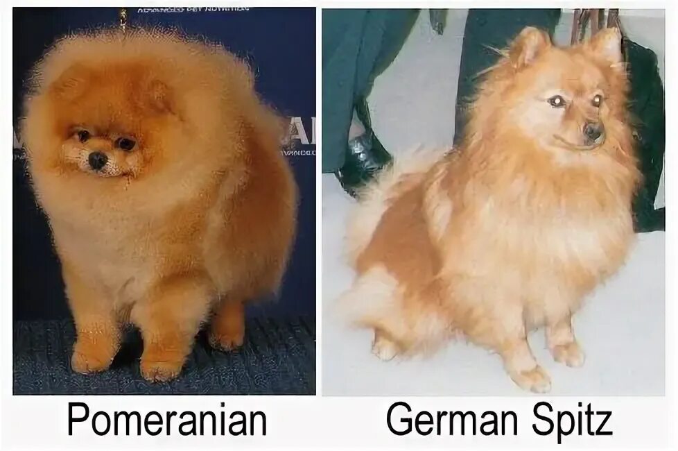 Померанский и немецкий шпиц отличия на фото Differences Between Pomeranians and the German Spitz Pomeranian puppy, Cute pome