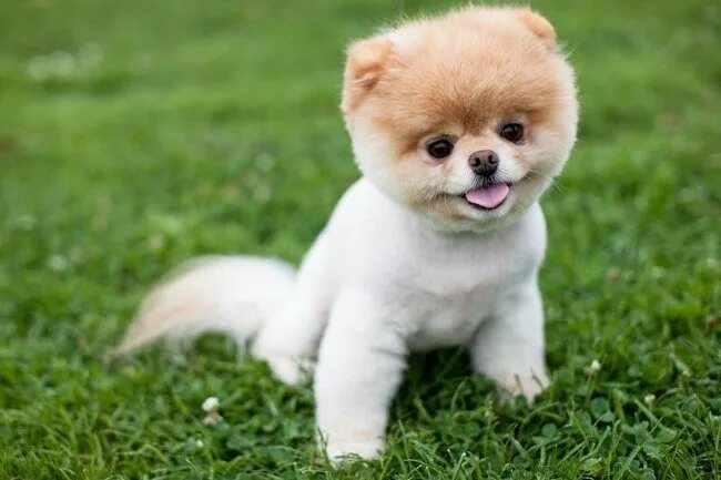 Померанский щенок фото Is Boo Just A Pomeranian With a Haircut? Boo the dog, Most popular dog breeds, P