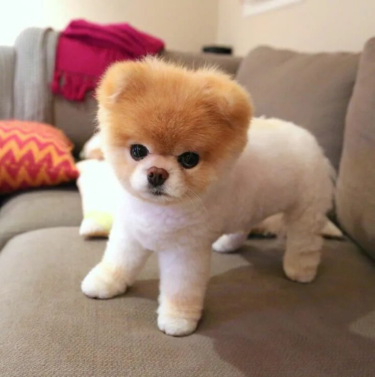 Померанский щенок фото Boo the Pomeranian, Once Named the World's Cutest Dog, Dies Cute dogs, World cut