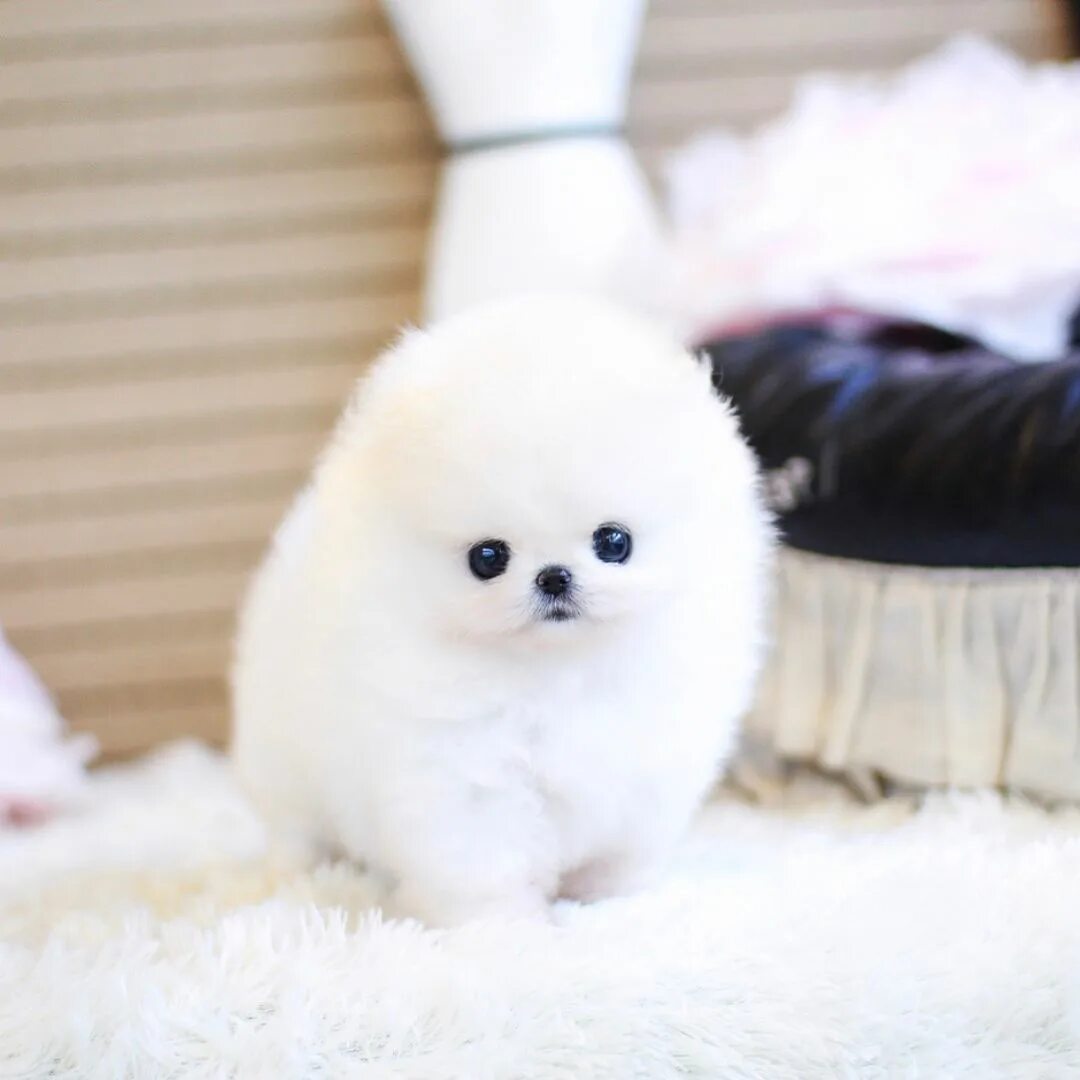 Померанский шпиц белый фото ❤ ️Pandora ❤ Extreme micro mini white teddy bear face female Pom for sale.➡ ️SWIPE