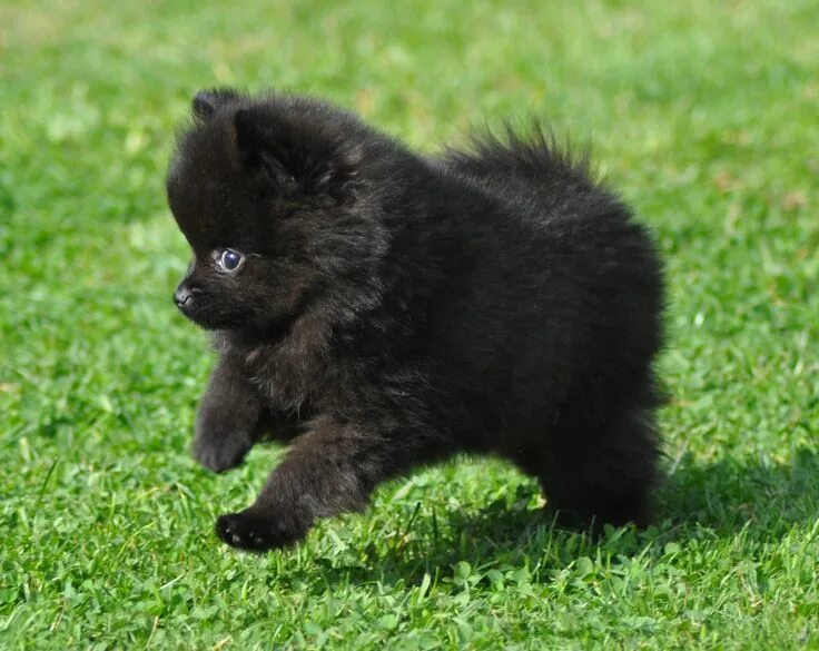 Померанский шпиц черный фото I love little black poms. Is it because I have one!? Perros pomerania, Perros po