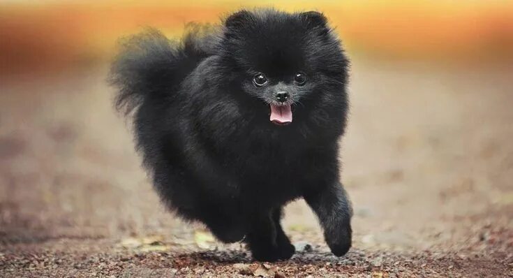 Померанский шпиц черный фото Pin by Pamela C. Wilson on Pomeranian Black pomeranian, Dog breeds, Pomeranian d