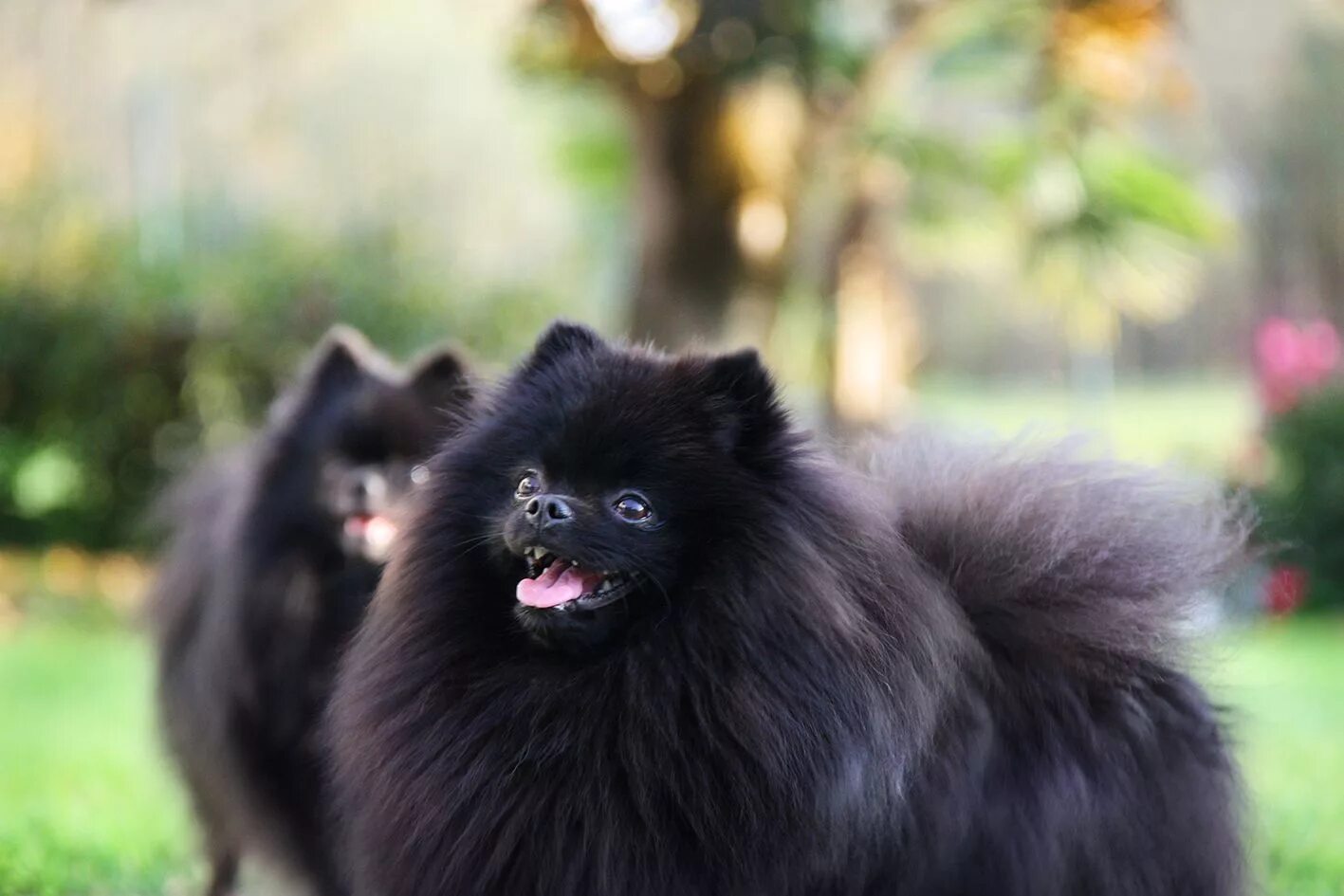 Померанский шпиц черный фото A couple of Black German Spitz (Black Pomeranians). Last sunshine in Autumn... B