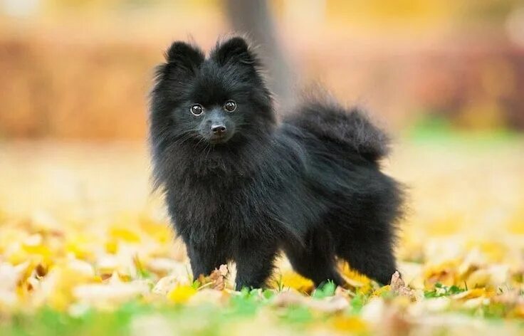 Померанский шпиц черный фото Black Pomeranian: A Complete Guide To The Jet Black Pom - All Things Dogs - All 