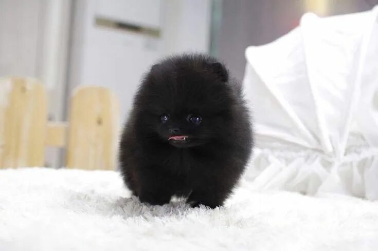 Померанский шпиц черный фото Introducing CHANEL! This black Micro Teacup Pomeranian angel is ready to steal y