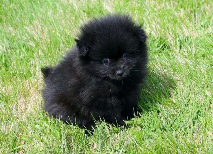 Померанский шпиц фото черный окрас Pin on Pomeranians