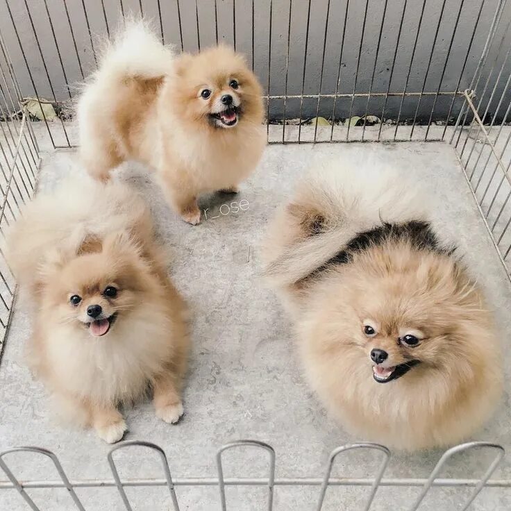 Померанский шпиц фото уход за щенком @r_ose on Instagram: "And this is an A F T E R !!! (We're readyyyyyy)" Pomerania