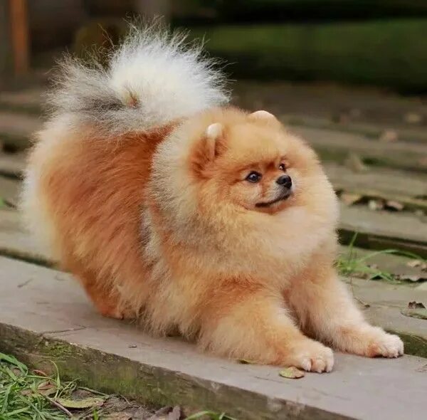 Померанский шпиц фото взрослой собаки Pin by Diana Nealon on Pomeranian Pooches Pomeranian dog, Cute animals, Cute pom