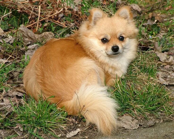 Померанский шпиц фото взрослой собаки лисьего типа American Curl Cat Breeds Cat Breeds Pomeranian, Dogs, puppies, Pomchi puppies