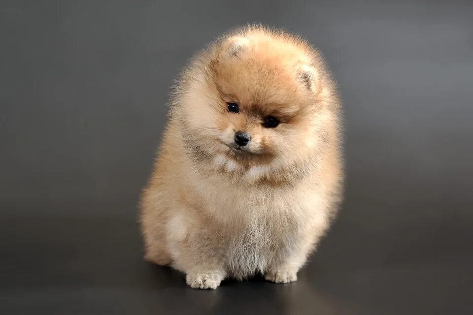Померанский шпиц купить цена фото Шпиц покупать - найдено 88 фото