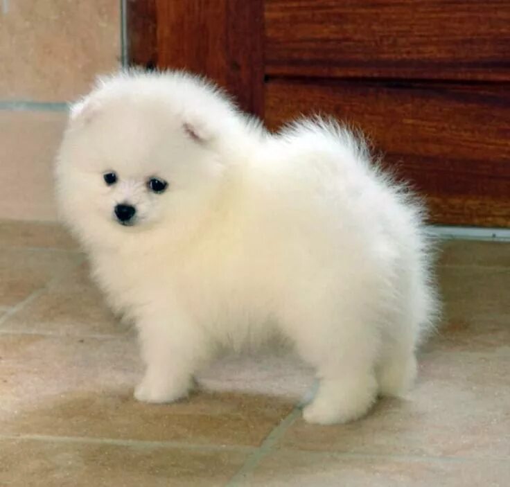 Померанский шпиц медвежьего типа белый фото White Pomeranian puppy side view Razze di cane piccole, Cuccioli di cani, Cuccio