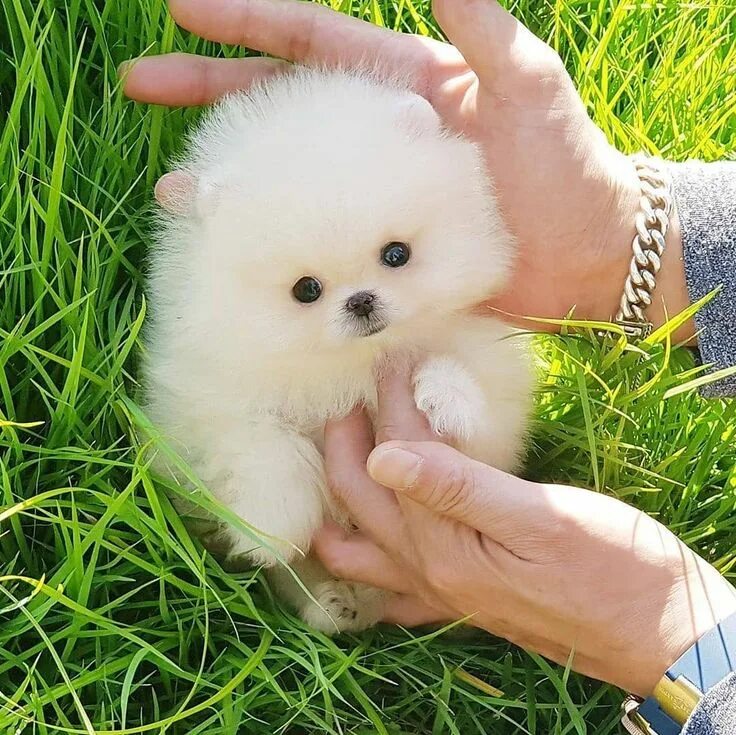 Померанский шпиц мини фото белый Adorable light cream color micro teacup pomeranian boy SNOW ... Adorable light c