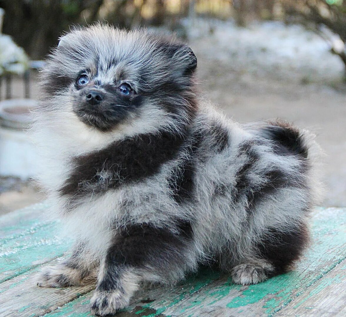 Померанский шпиц окрасы фото Померанский шпиц, одна из самых популярных пород. IV.ANIMAL Дзен