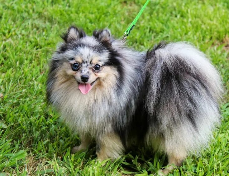 Померанский шпиц окрасы фото Blue Merle Pom Cute dogs breeds, Tiny dogs, Dog breeds