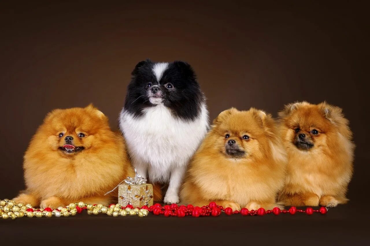 Померанский шпиц окрасы с фото и названиями Wallpapers Dogs Spitz Ginger color Animals - Photo : 367502