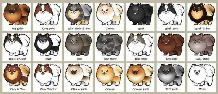 Померанский шпиц окрасы с фото и названиями Our pom colors & patterns Pomeranian colors, Pomeranian dog, Cute dogs