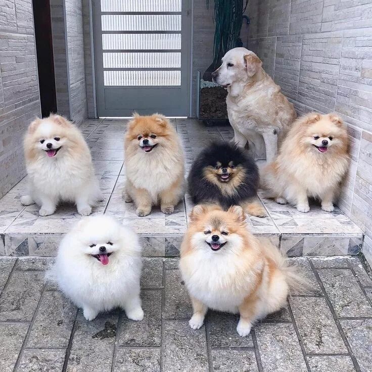Померанский шпиц окрасы с фото и названиями Pomeranian Tips Boo the dog, Dogs, Beautiful dogs