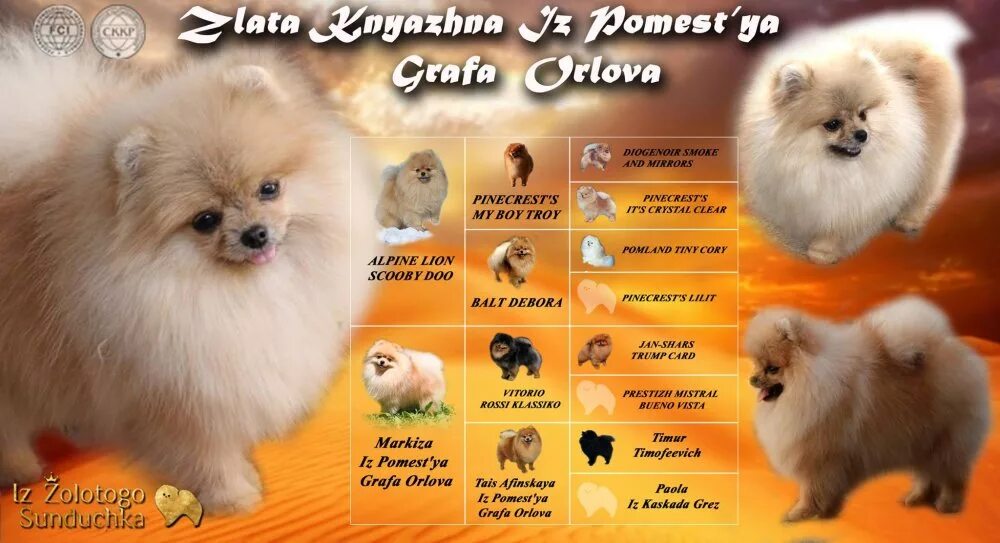 Померанский шпиц окрасы с фото и названиями Zlata Knyazhna Iz Pomest'ya Grafa Orlova → Померанский шпиц