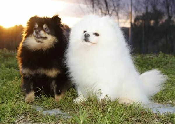 Померанский шпиц окрасы с фото и названиями Pin on Puppy love