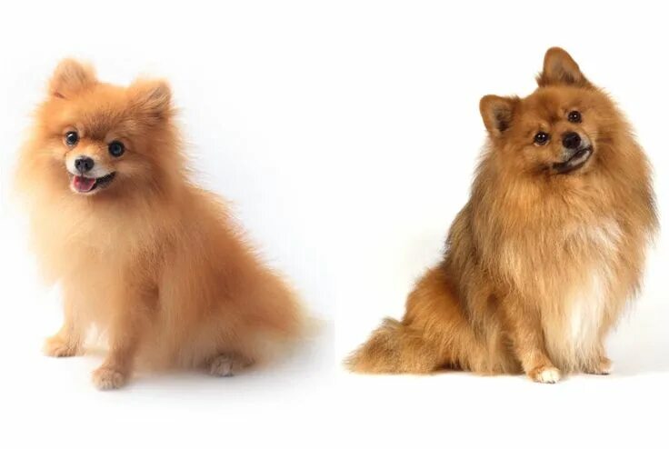 Померанский шпиц отличия фото How to Tell the Difference Between Look-Alike Dog Breeds Dog breeds, Cute dogs, 