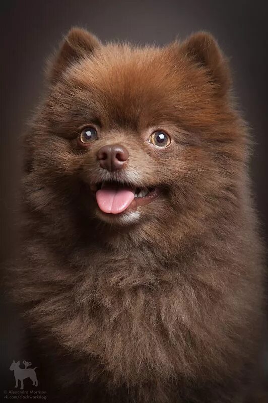 Померанский шпиц шоколадный фото adorable chocolate color spitz pomeranian pics Pomeranian puppy, Cute animals, P