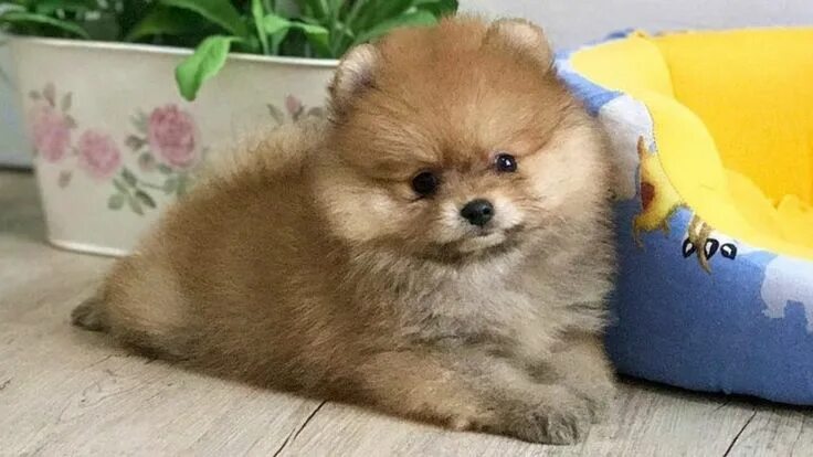 Померанский шпиц смесь фото 20 Cool Facts You Didn't Know About Pomeranians Cani, Instagram