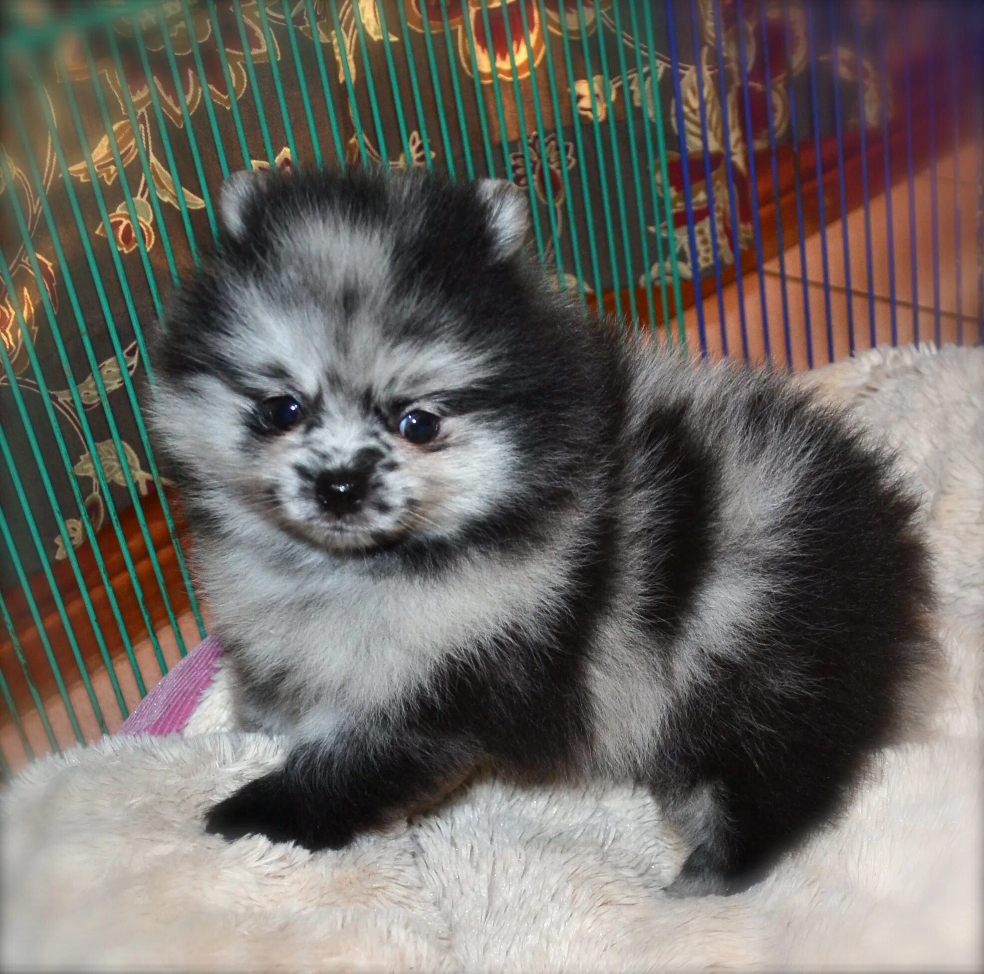 Померанский шпиц смесь фото Tri Color Pomeranian For Sale Store www.baikalcinema.ru