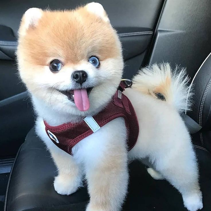 Померанский шпиц стриженный фото Pomeranians panosundaki Pin, 2024 Köpek