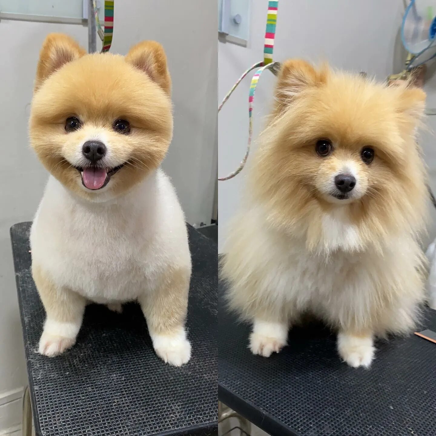 Померанский шпиц стриженный фото pomeranian grooming Cheaper Than Retail Price Buy Clothing, Accessories and life