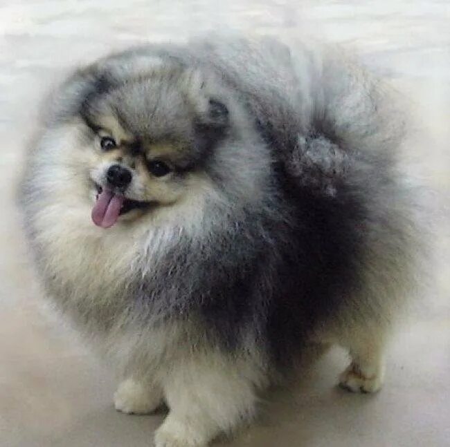 Pomeranian puppy, Pomeranian dog, Puppies