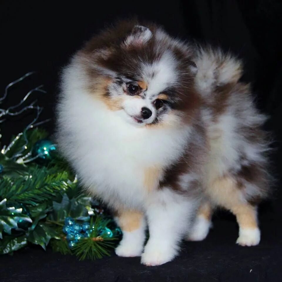 Померанский шпиц цвета фото a stunning choco merle pom Pomeranian puppy for sale, Pomeranian puppy, Cute pom