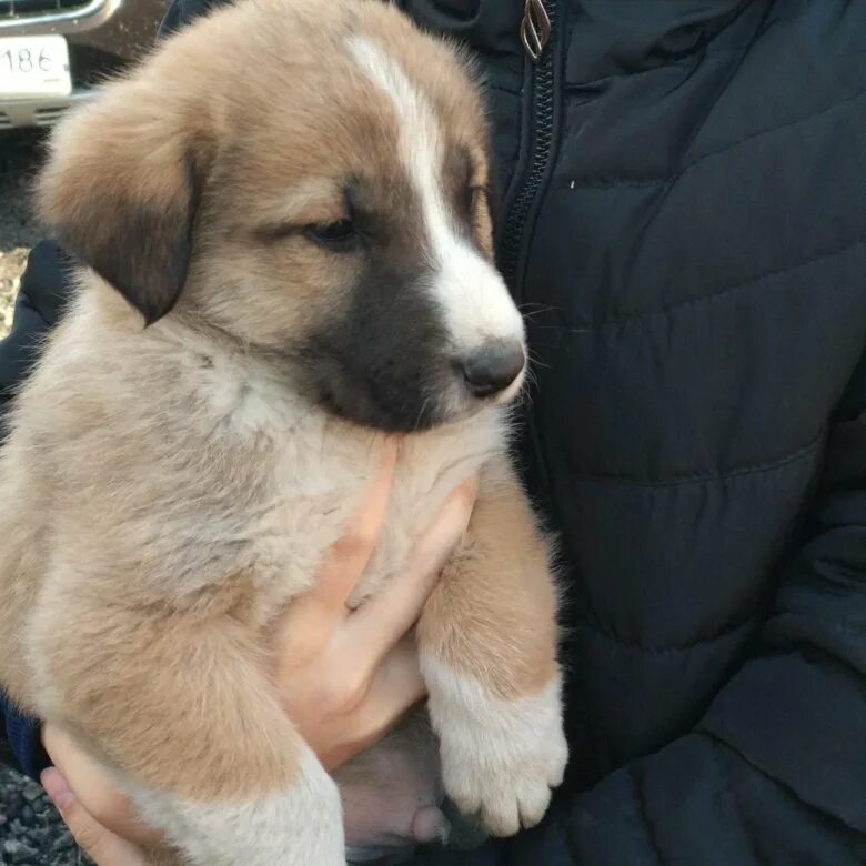 Помесь алабая щенки фото Алабай помесь с Немецкой - купить в Яшкино, цена 3 500 руб., продано 21 мая 2018