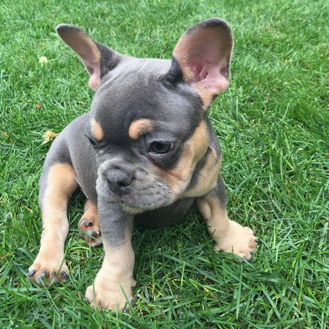 Помесь французского бульдога фото 10 популярных идей на тему "blue and tan french bulldog" для вдохновения