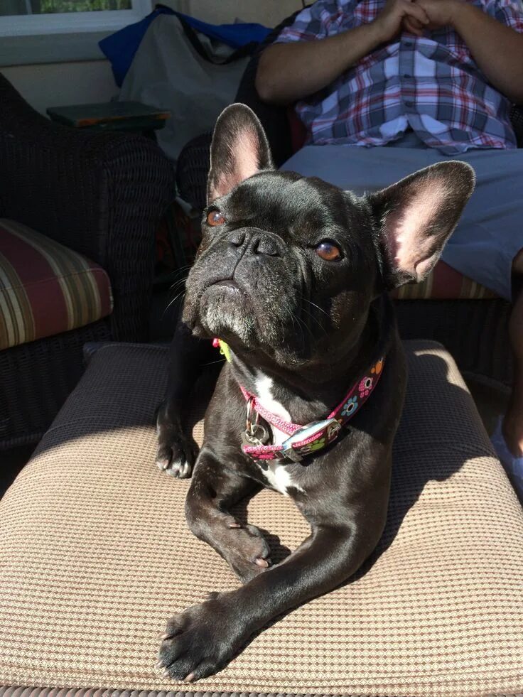 Помесь французского бульдога фото French Bulldog Hootie #frenchbulldog #hootie #sunbathing Cute dogs, French bulld