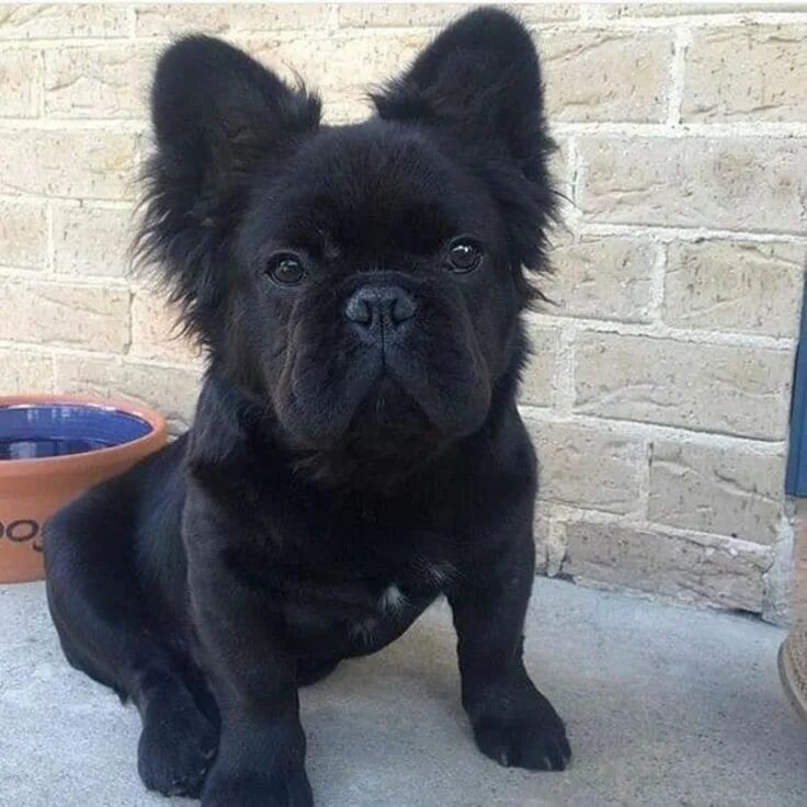 Помесь французского бульдога фото The Fluffy Frenchie: a Rare Variation of the French Bulldog Perros, Perros bulld