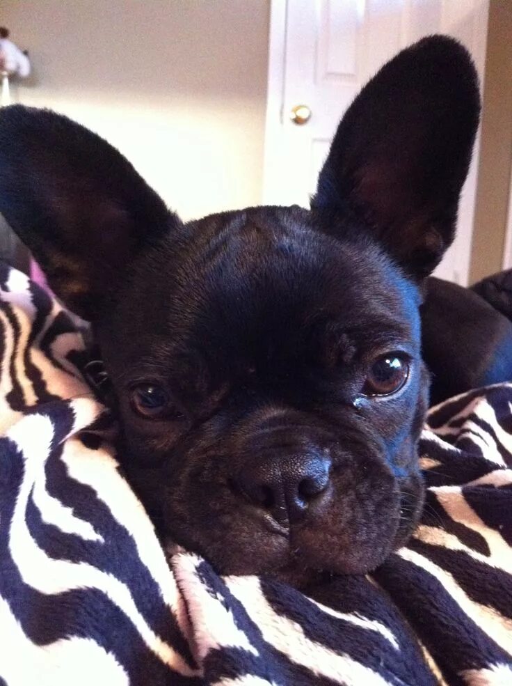 Помесь французского бульдога фото Beautiful Frenchton - French Bulldog and Boston Terrier Mix