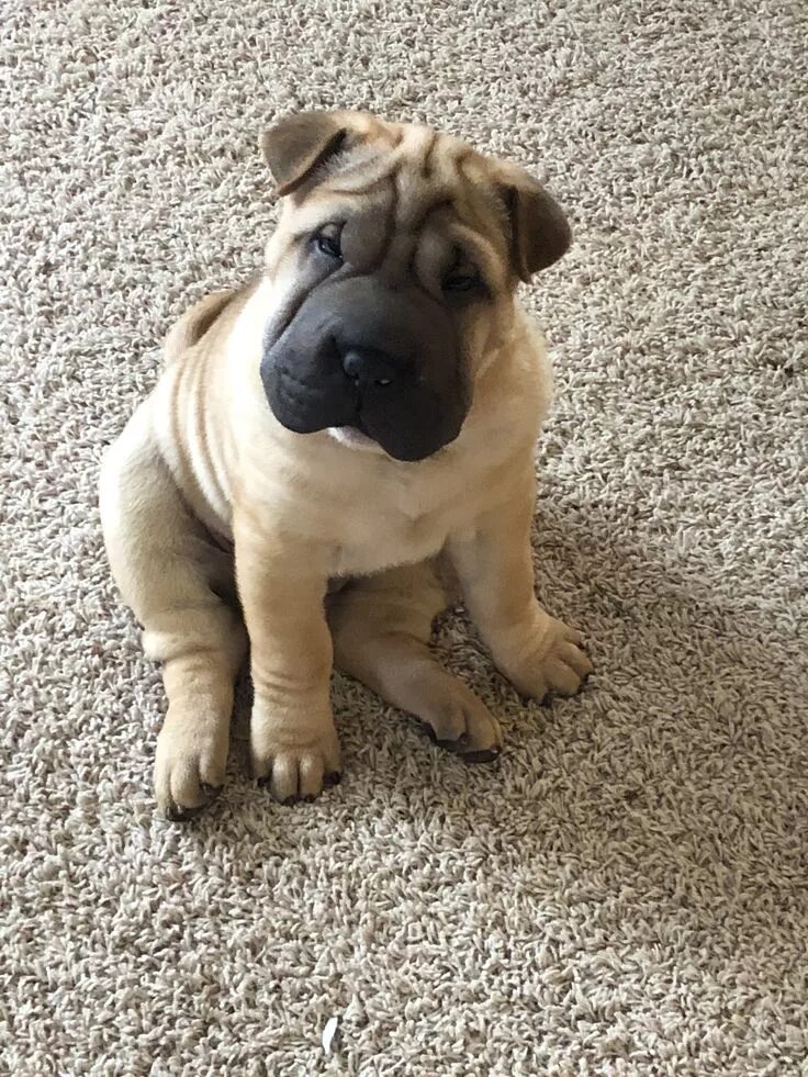 Помесь французского бульдога и шарпея фото Pin by Beth Hardy on Shar pei Puppies, Bulldog, French bulldog