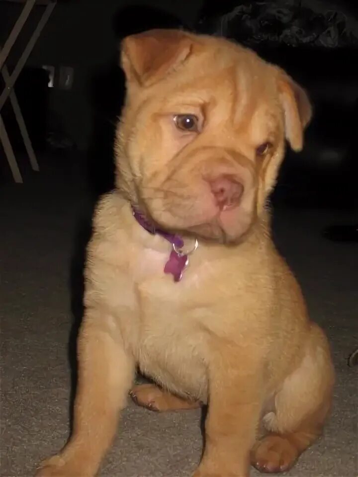 Помесь французского бульдога и шарпея фото This is my dog Maggie. She is a Shar Pei/Puggle. Shar pei dog, Dog mixes, Cute a