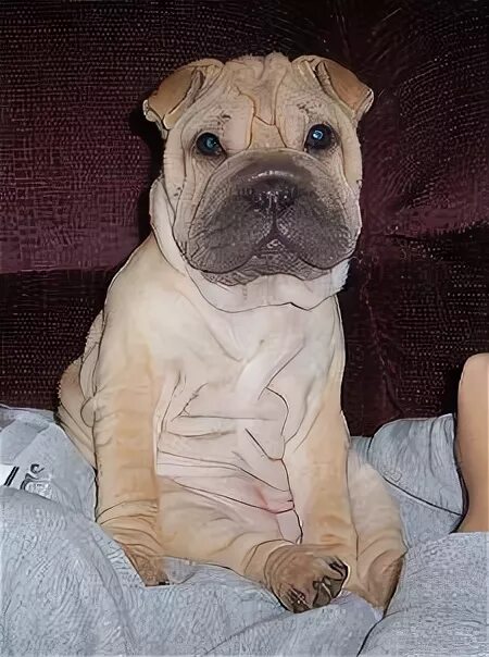 Помесь французского бульдога и шарпея фото 8 Sharpei ideas shar pei puppies, shar pei dog, puppies