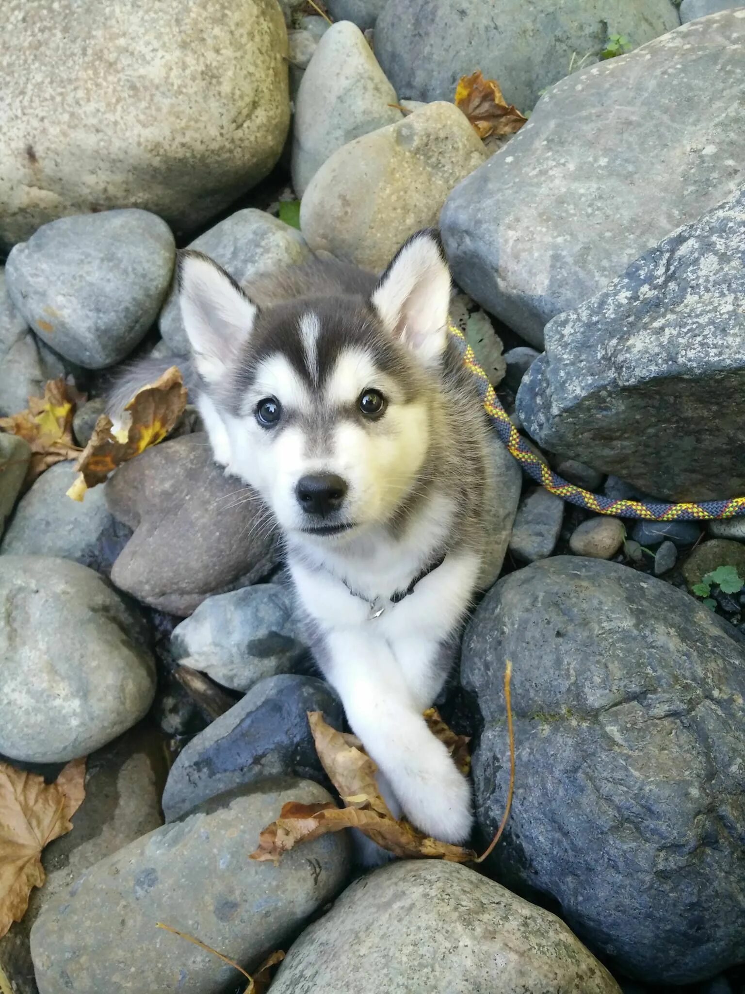 Помесь хаски фото щенков Meet Akira - A Korean Jindo / Husky Mix